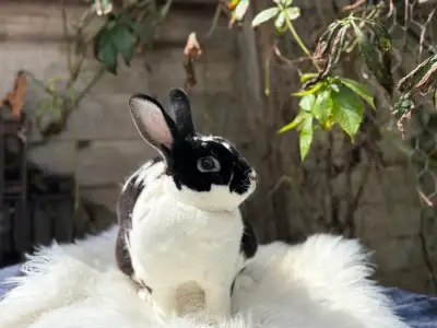 Neutered mini Rex rabbits , View more