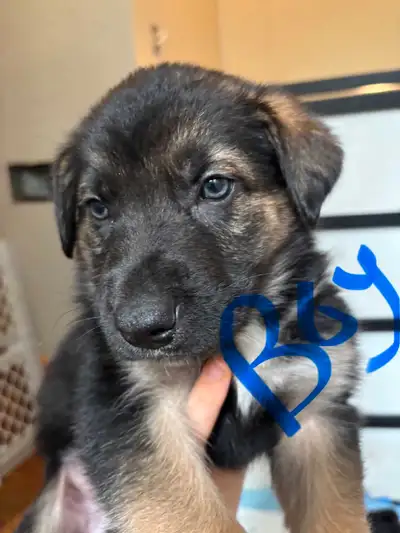 $300 each OBO All the puppies are only 7 weeks old. Very friendly and playful! Easy to train. Both p...