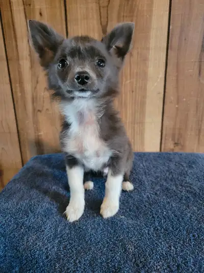 tiny chihuahua babies , View more