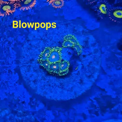Blowpop zoas - saltwater coral frag , View more
