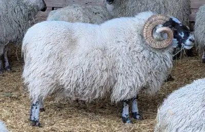 Scottish Blackface Ram, View more