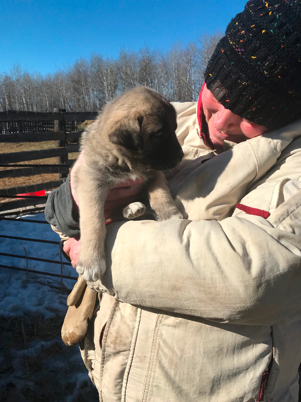 Livestock Guardian Puppies in Dogs & Puppies for Rehoming in Meadow Lake - Image 4