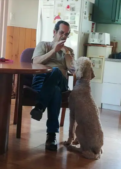 standard poodles and labradoodles, View more