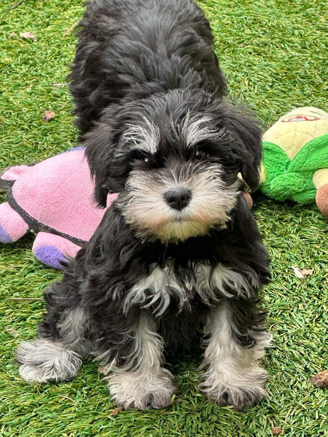 Schnauzer nain dans Chiens et chiots à adopter  à Lanaudière