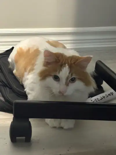 4 year old  male cat, View more