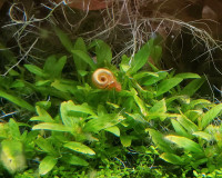 Orange ramshorn snails, $1