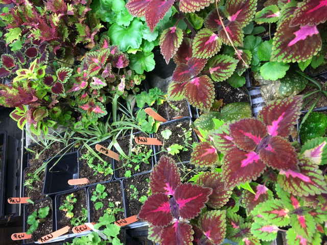 Coleus/geraniums  in Plants, Fertilizer & Soil in La Ronge - Image 4
