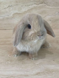 purebred holland lop bunny  Mississauga / Peel Region Toronto (GTA) Preview