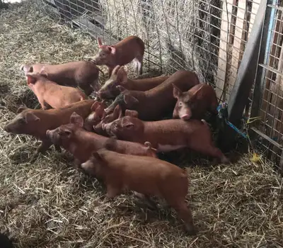 weaner piglets available, View more