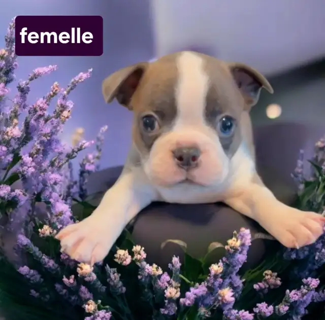 Cherche famille d'accueil pour frenchton et boston terrier in Dogs & Puppies for Rehoming in Laval / North Shore - Image 3
