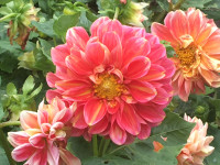 Dahlia tuber ( Dwarf plant)