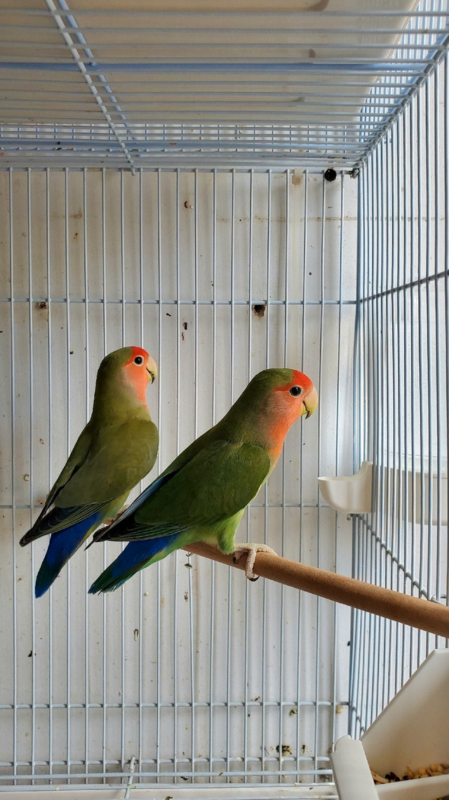 Lovebirds, Parrotlets and Linnies for sale | Birds for Rehoming | City