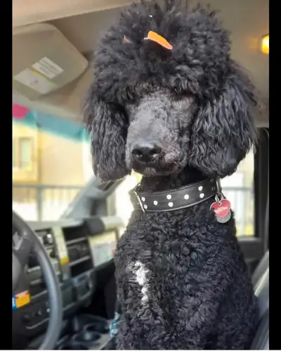 1 Adult Male CKC Registered Standard Poodles Guardian Homes, View more