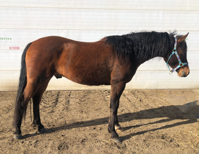 **SOLD** 2019 Registered Half-Arab Gelding in Horses & Ponies for Rehoming in Edmonton - Image 4