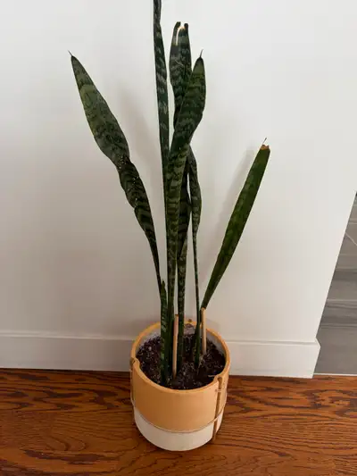 snake plant in a unique ceramic pot., View more