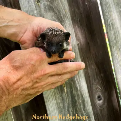 Pedigreed Hedgehog Babies from Ethical Breeder, View more