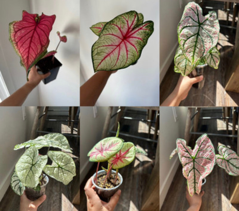 Plant Caladium Plants, Fertilizer & Soil Edmonton Kijiji