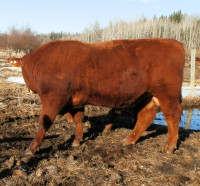 PUNCHAW REGISTERED YEARLING RED ANGUS BULLS
