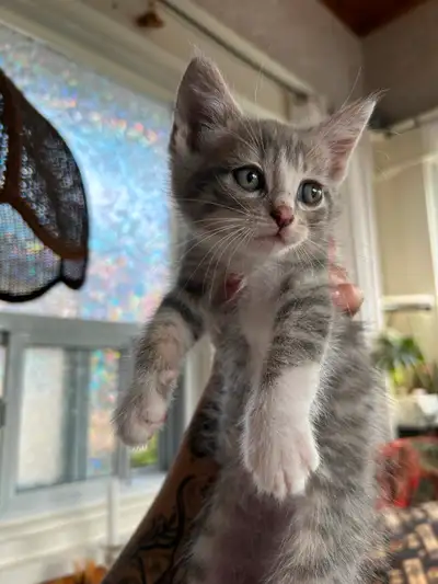 Kittens for sale, View more