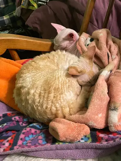 Prairies Sphynx Rescue- Rescue for Sphynx and Rex Breeds, View more