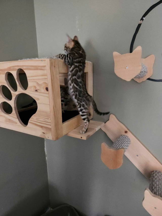 Bengal Kitten in Cats & Kittens for Rehoming in Oshawa / Durham Region - Image 3