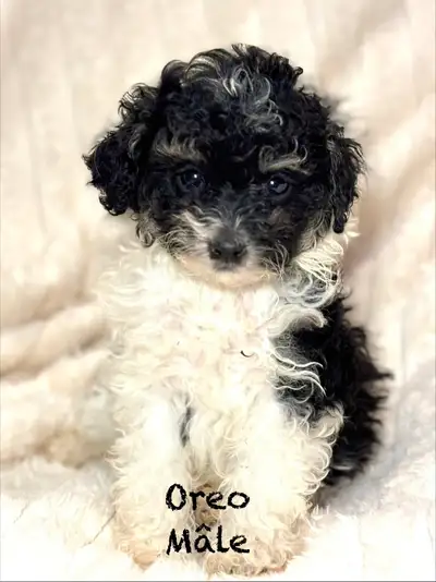 Chiots CANICHES MINI POODLE puppies, View more