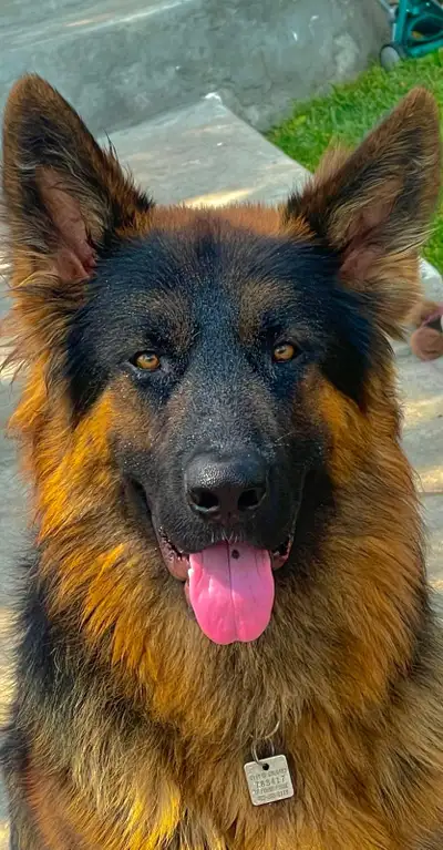 German shepherd puppies, View more