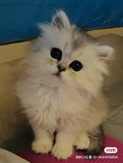 Looking for foster home for my two kittens, View more