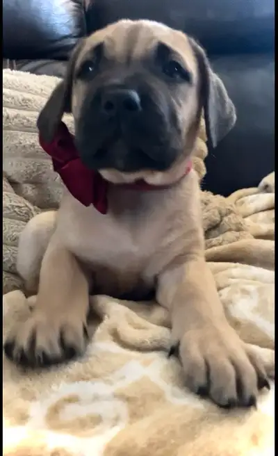 ❤️❤️ MAJESTIC MASTIFF PUPPY! ❤️❤️, View more