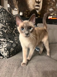 Purebred Bluepoint Siamese One Year Old Female Cat