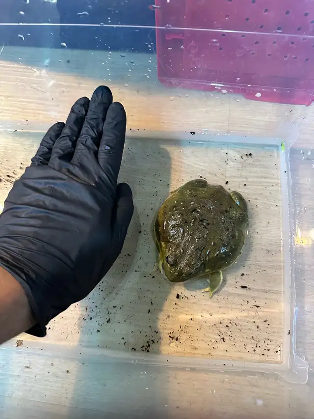 African pyxie frog in Reptiles & Amphibians for Rehoming in St. Catharines - Image 3