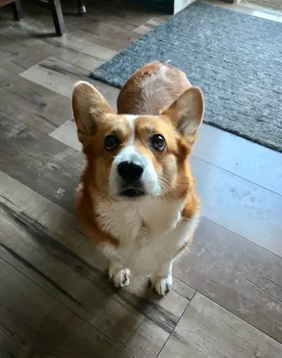 Pembroke Corgi for rehoming, View more