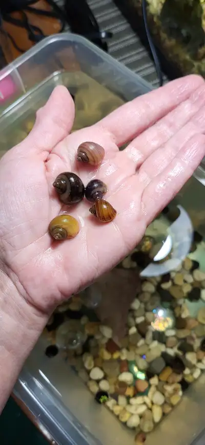 Escargots Mystère - Mystery snails, View more