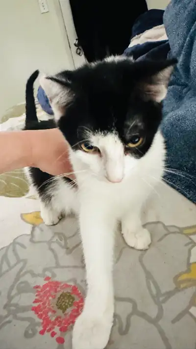 kitten rehome, View more