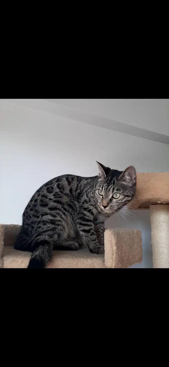 Bengals Purs ❤ in Cats & Kittens for Rehoming in City of Montréal - Image 3