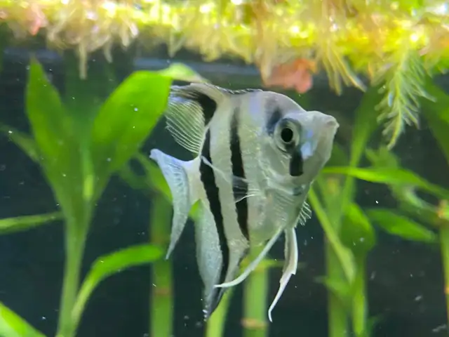 ANGEL FISH ANGELFISH - Pickering  in Fish for Rehoming in City of Toronto - Image 9