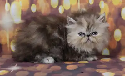 2 kittens available check out all photos. My babies are price by, if they go with shots and papers o...