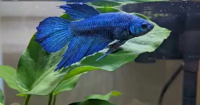 female betta for sale, View more