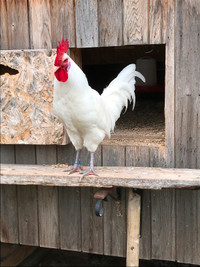 Young Canadian Bresse Rooster