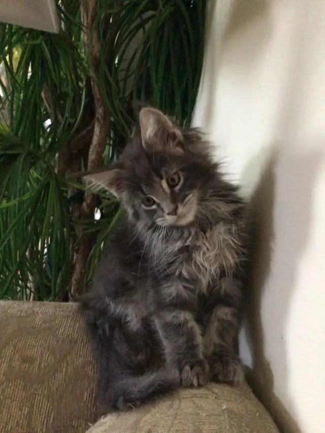 Mainecoon