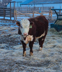 Yearling bulls for sale
