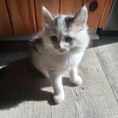 7 week old babies looking for their forever home. 1 boy and 1 girl. Very active and friendly. Great...