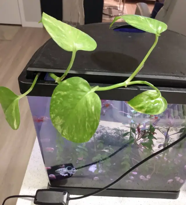 Pothos Clippings in Fish for Rehoming in Edmonton - Image 4