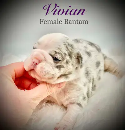 Bantam Bulldog Puppies, View more