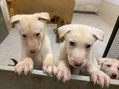 German Shepherd puppy looking for new home, View more