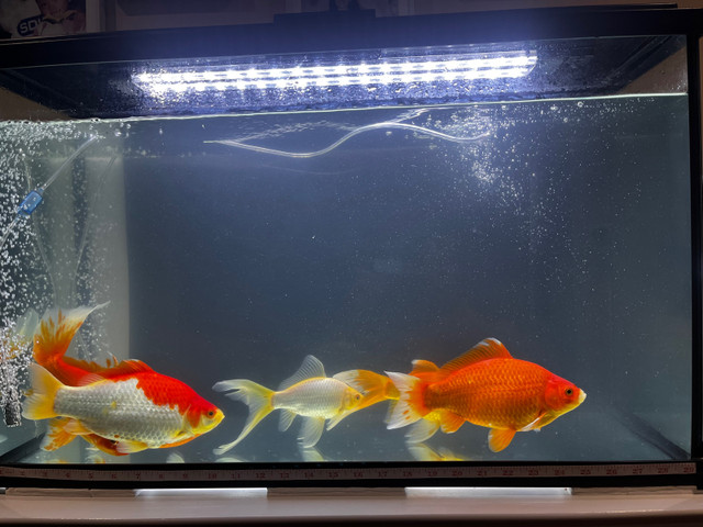 Gold Fish for sale! in Fish for Rehoming in Oshawa / Durham Region