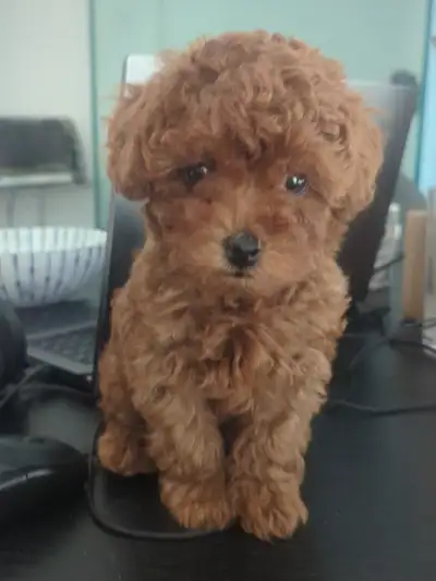 Adorable toy poodle puppies, View more