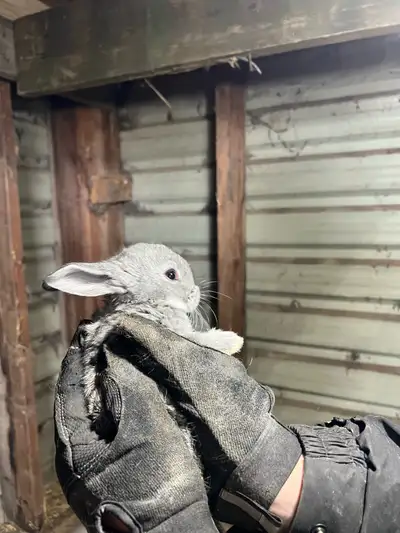 $15 male or female 5 weeks + Weened and ready Raise as a pet Or raise for meat High quality pet- Fle...