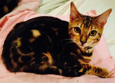 Most catteries/cat boarding hotels have closed in the last few years, people have adopted more pets...