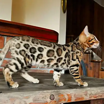 top race ,TICA registered bengal kittens, View more